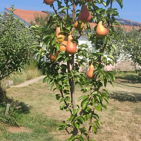 Cider&squash, Grncarska 8, Prnjavor Batocina