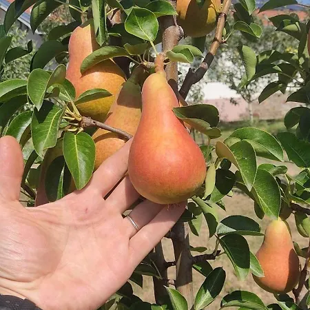 Cider&squash, Grncarska 8, Prnjavor 酒店 *