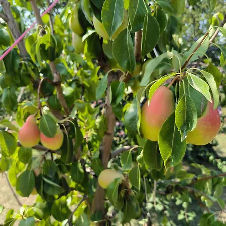 酒店 Cider&squash, Grncarska 8, Prnjavor Batocina