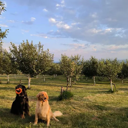 Cider&squash, Grncarska 8, Prnjavor *