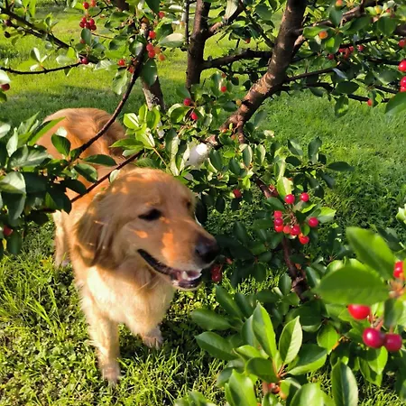 Cider&squash, Grncarska 8, Prnjavor * Batocina