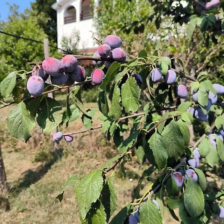 Cider&squash, Grncarska 8, Prnjavor 酒店