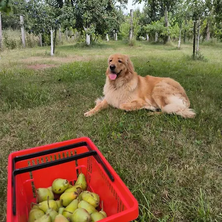 酒店 Cider&squash, Grncarska 8, Prnjavor *